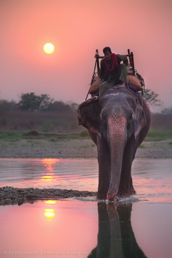 earth-song:  Pink Elephant by Anton Jankovoy 