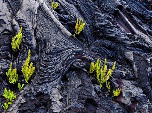 pinwheeling:Pahoehoe lava and ferns by Ron Johnson.Ferns really do spring out of lava faster than yo