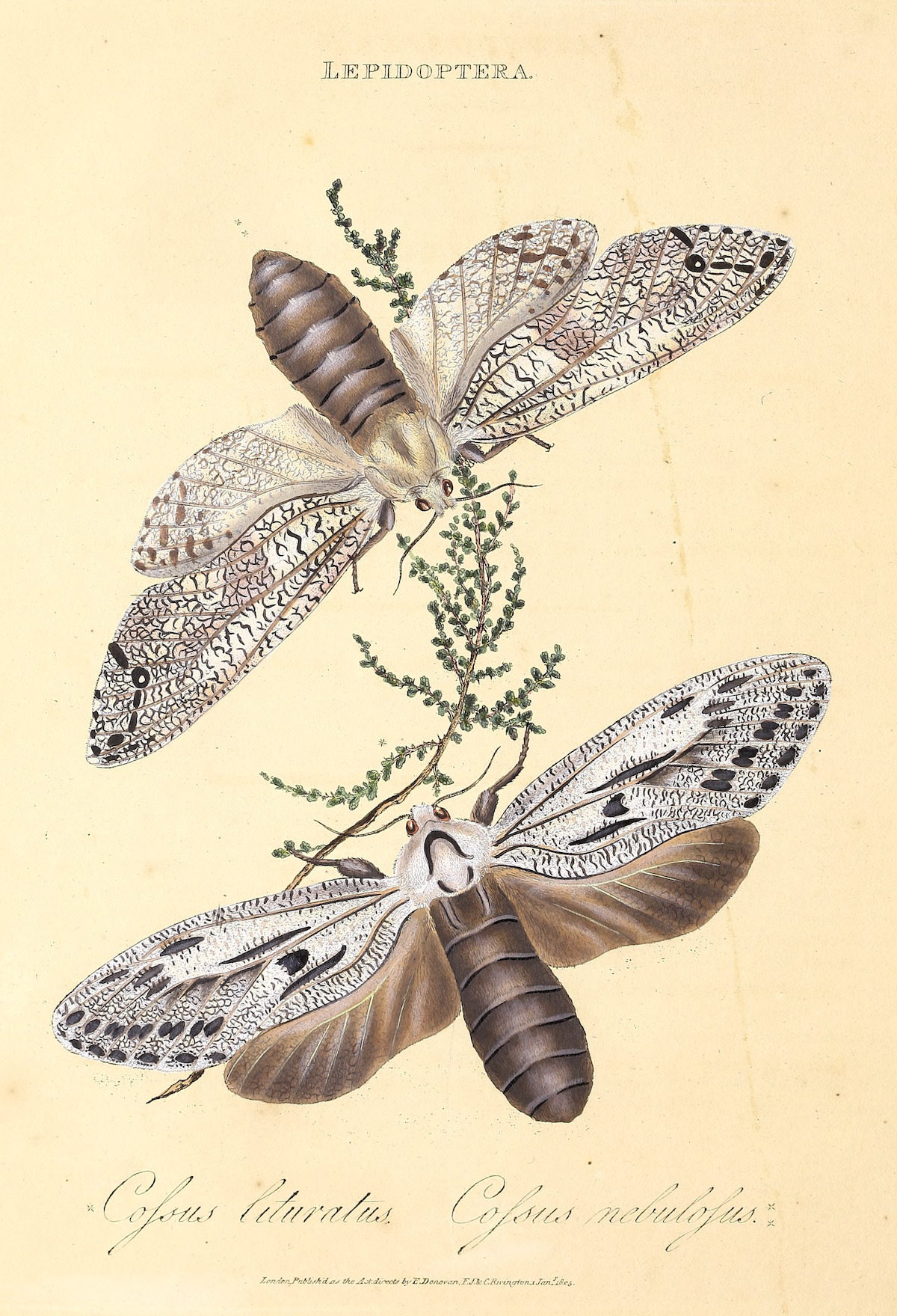 Cossidae moths. An epitome of the natural history of the insects of New Holland, New Zealand, New Guinea, Otaheite, and other islands in the Indian, Southern, and Pacific oceans. 1805.