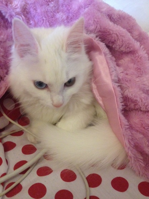 turkish angora