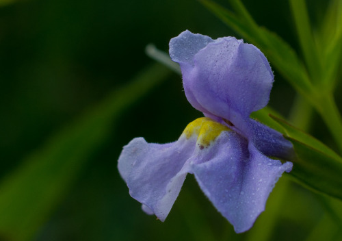 Square-stemmed Monkey-flower