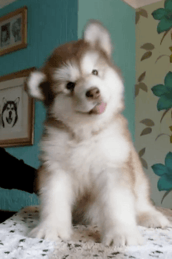 gifsboom: Video: Confused Alaskan Malamute Puppy Looks Like a Baby Bear
