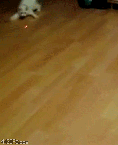 Silly Cat Gifs To Keep You From $h