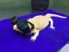 ramenreptiles:I&rsquo;M YELLIN