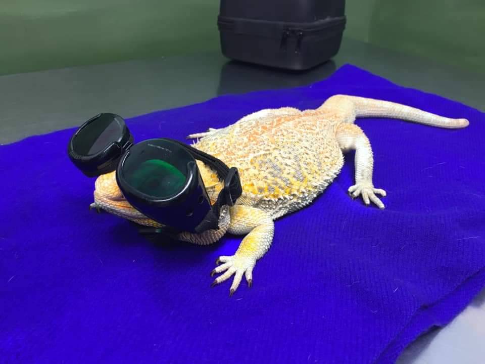 ramenreptiles:I&rsquo;M YELLIN