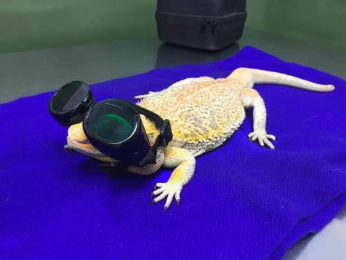 ramenreptiles:I&rsquo;M YELLIN