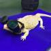 ramenreptiles:I&rsquo;M YELLIN