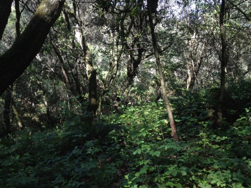mossgrrl:  woods are lovely dark and deep    i just watched the first season of true detective and these photos are scary af to me now