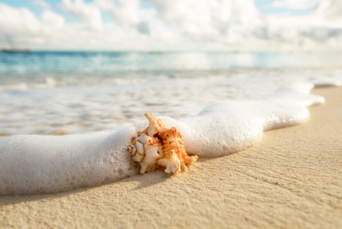 ponderation:Shell On Beach by Dale JohnsonPhotographer’s: instagram | smugmug | youtube