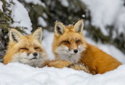 beautiful-wildlife:Friends by © Shirley Donald