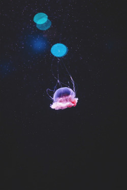 souhailbog:  I Shall Call You Squishy By   Iggy   | More