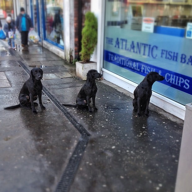 3 very well behaved labs waiting for there dad #chorlton #dogstagram #dogsofinstagram #Labrador (at Atlantic Fish Bar)