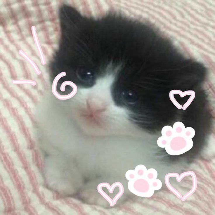 Cute cats<3 I have no clue what to post so yeah- and you can use em as a pfp  if you want : r/SonazHangout