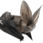 coulroptera