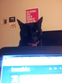 derpycats:  I ignored his meowing, and then I looked up and saw this.