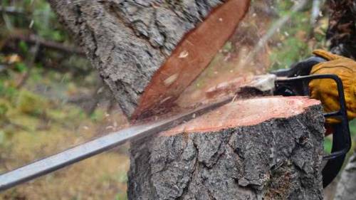 whitewater-lumber-blog - Fuck Trees#whitewaterlumber #lumber...