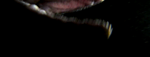 giffingsharks:  The Frilled shark has been called everything from a “sea serpent”