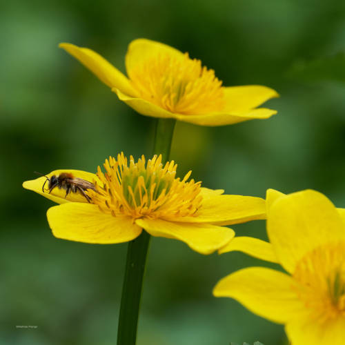 The beauty of the marsh marigold