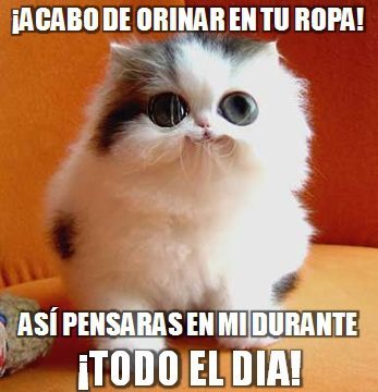 conchesumadres:  aunque este todo el dia ediondo a pichi de gato, no puedo enojarme