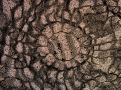 drrockclub:Ancient coral.Close up look into the coral from Genus Aulina SMITH, approximate period of