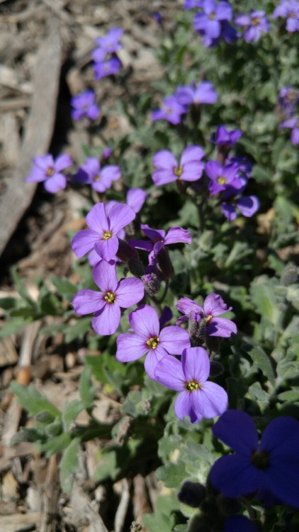 Aubrieta deltoidea is in the family Brassicaceae. Commonly known as purple rock cress, it is native 