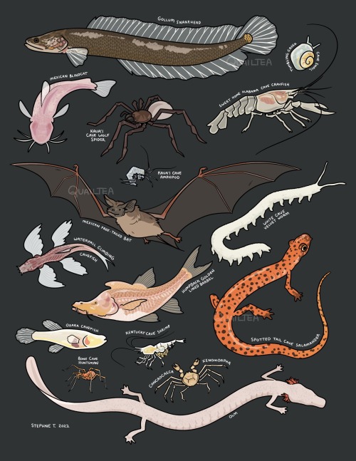 Cave Critters!! Some Weird And Wild Lil Guys That Love The Dark!