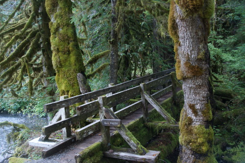 Crossing at Elk Creek - Olympic National Park