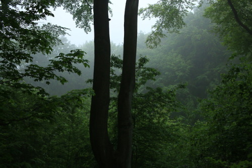 90377:A foggy day at the local forest by 90377Instagram | Etsy Shop