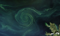 nasa:  Blooms in the Baltic Every summer,