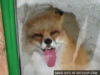 blondeisawesome:  What the windows f*ck