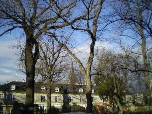 Trees in Wroclaw-Krzyki, Poland.