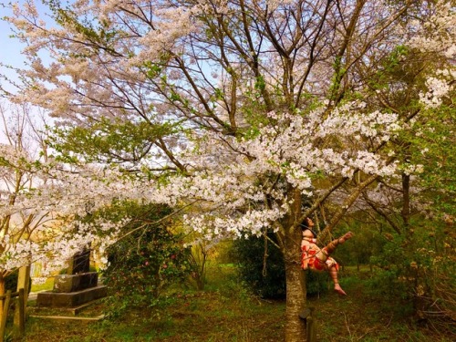 桜緊縛