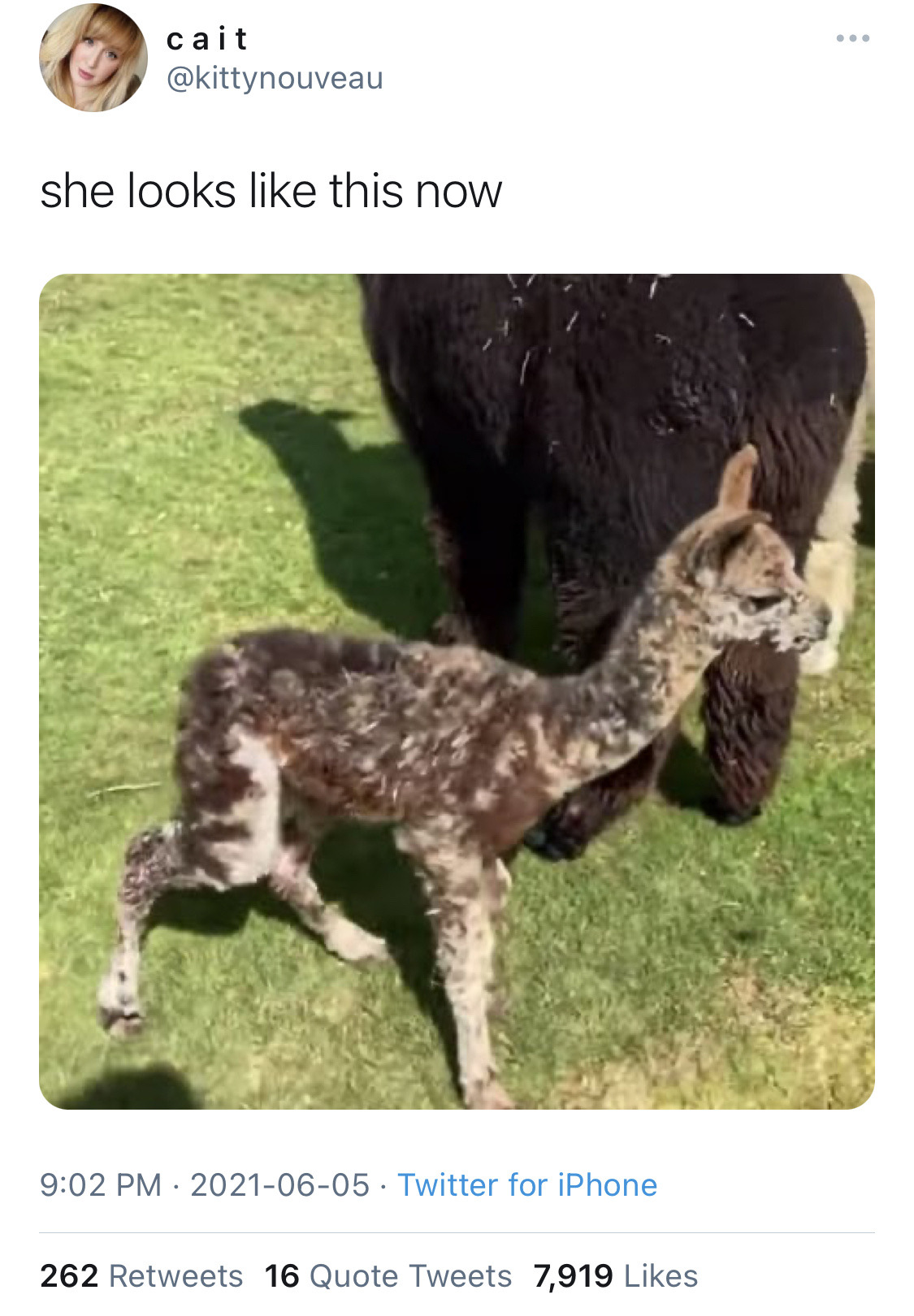 norwayspruce:secretivepotato:leafcrunch:icrsftlom-deactivated20210618:cognitohazardous:im