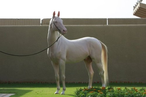 pangur-and-grim:all-the-horses:GissargGiaurs x GissaAkhal Teke, Stallion15.1hhBorn 2006this horse ha