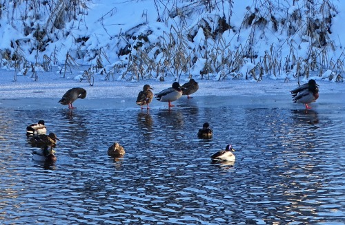 Forth and Clyde birds. Wildlife on the Forth & Clyde Canal during the cold spell earlier this mo