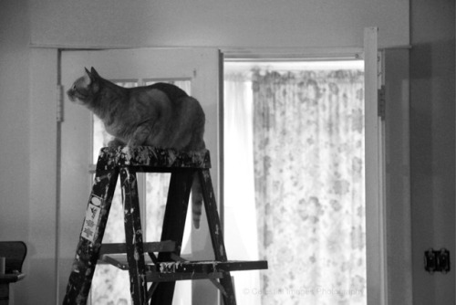 mischiefandmay: Yep, Mischief thinks the painting project is really a cat playground