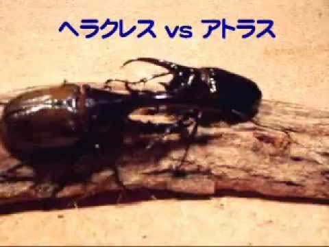 puddingemoji - Hercules Beetle VS Atlas Beetle(not a fight to...