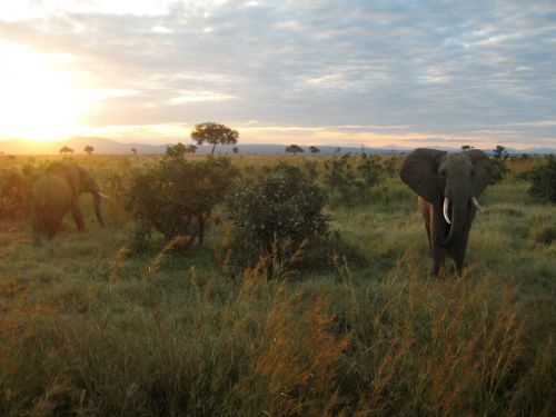 nationalgeographicdaily:  Elephants, TanzaniaPhoto: Amanda Schmidt After spending two weeks building a windmill in Tanzania, I get a chance to sit back and enjoy the scenery. This big guy seems just as interested in me as I am in him.