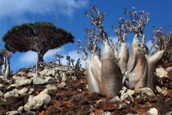 sevenpencee:  Socotra Island is often called