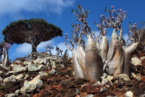 sevenpencee:Socotra Island is often called “the most alien place on earth”. Considering 1/3 of it’s 
