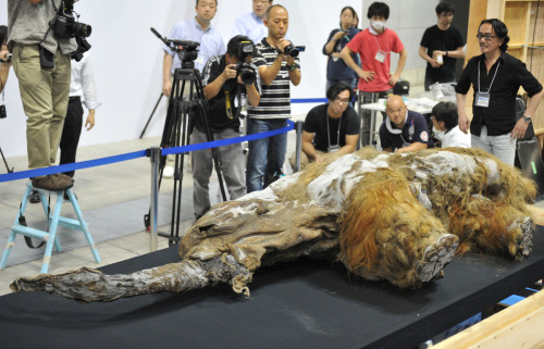 waitingfortheworldtoburn:  nikolawashere:  hardcoresophomore:  tiny-librarian:  A baby Woolly Mammoth found in a remote area of Russia has gone on display at an exhibition in Tokyo, Japan. The 39,000-year-old female Mammoth named Yuka, was discovered