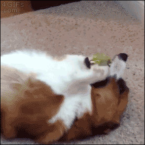 4gifs:  Ta-da! [video]