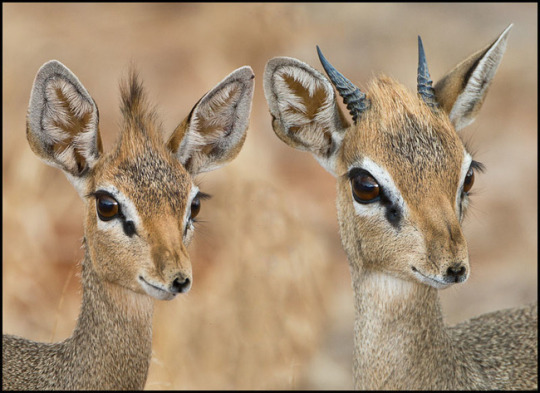  Less dick pics, more dik diks 