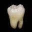 toothspurs