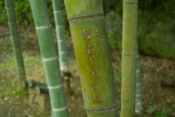 fotokoch:    Japón, Tsurugaoka Hachimangu - 2015