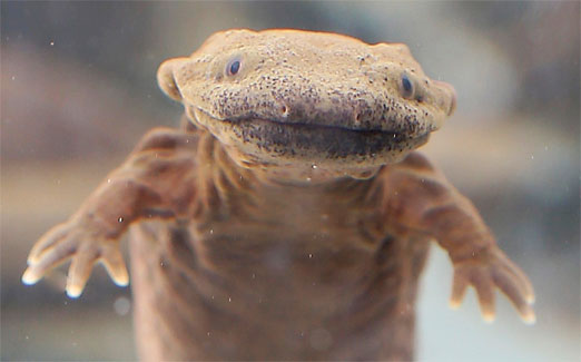 WRITHING SNOT PUPPIES