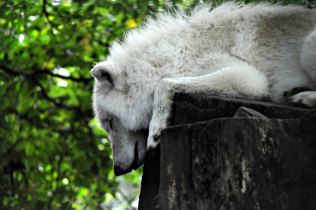 thatwanderinglonewolf:
“ canis lupus arctos (by Joachim S. Müller)
”