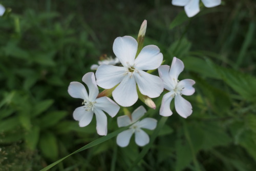 Saponaria officinalis — soapwort