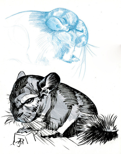 anyaartses - Wanted to sketch some chinchillas and parakeets I...