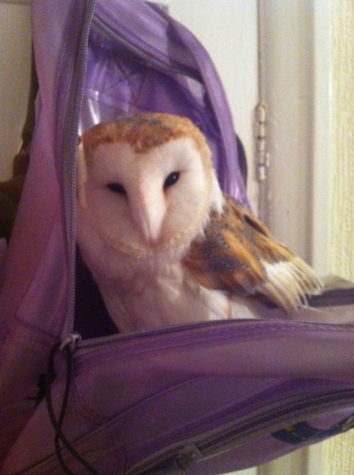 pity-sex: We watched some episodes of sailor moon and i went to go pee, found her in my bag She&rsqu